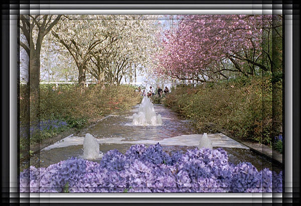 Pink Purple  white - Nature