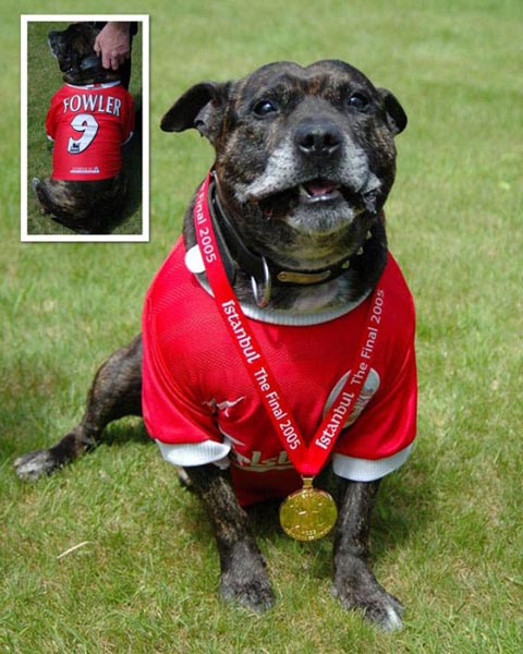 Liverpool Supporter - Animals