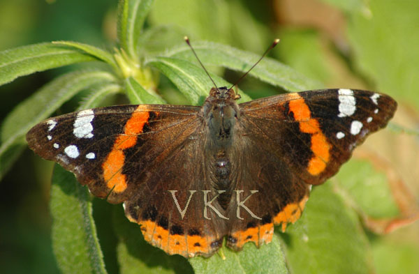 Butterfly - Animals