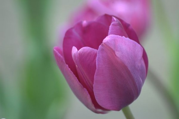 Purple tulip - Nature