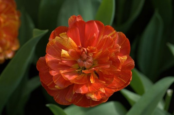 Orange Flower - Nature
