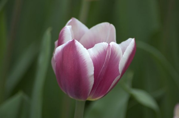 Plum Flower - Nature