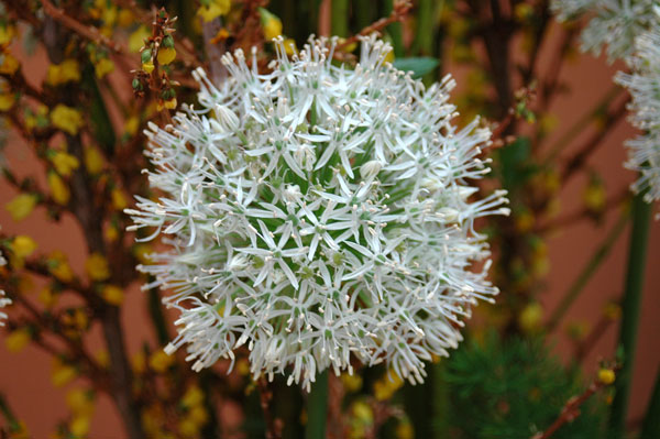 Snowdrop - Nature