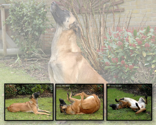 Dog's Tricks - Animals