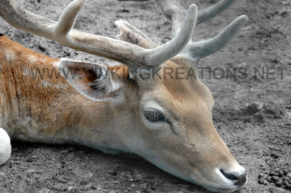 Deer - Animals