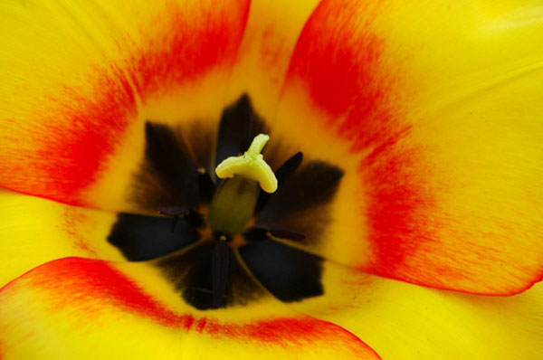 Yellow Fellow - Nature