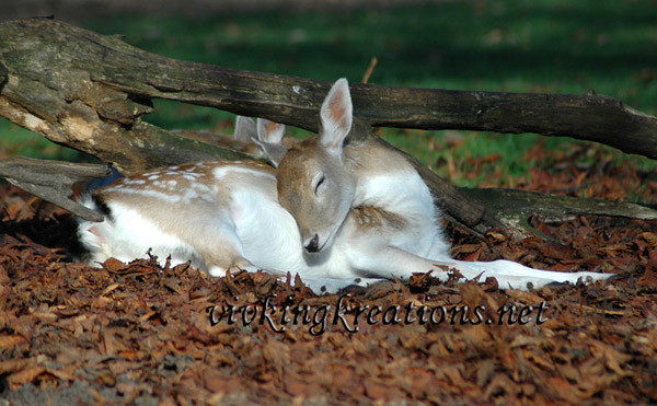 My little Bambi - Animals