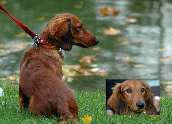 Restful Walk - Animals
