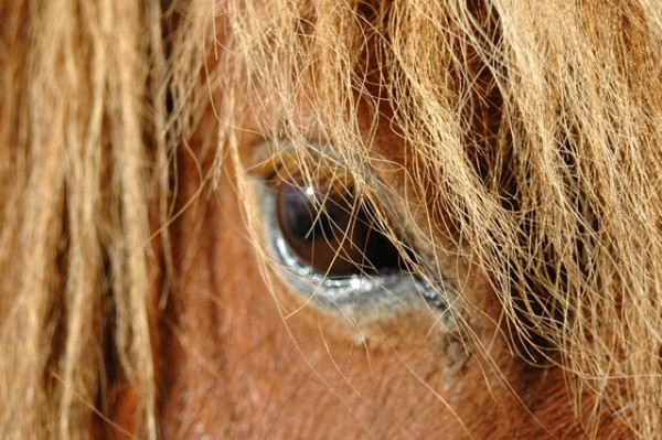 Sparkle in his eye's - Animals