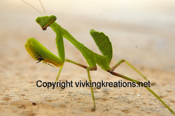 Praying Mantis - Animals