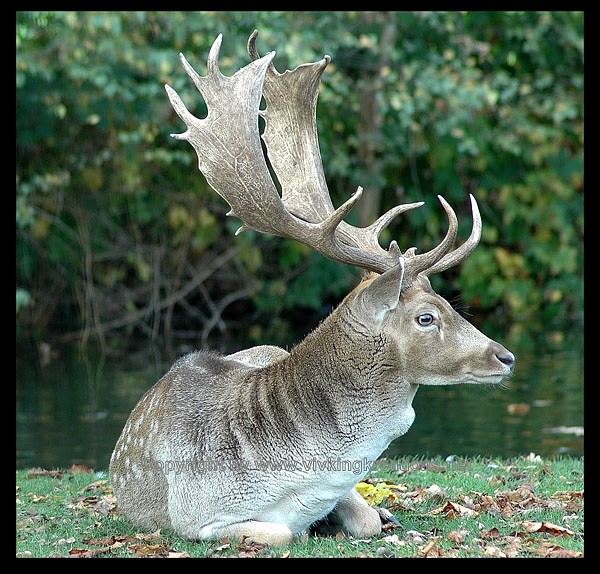 The Stag... - Animals