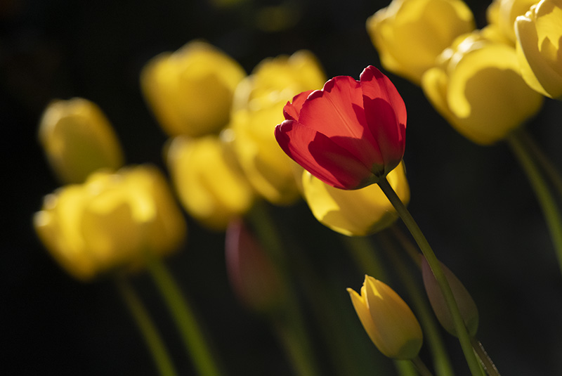 Tulips II - FLOWERS