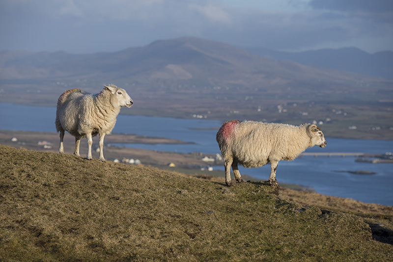 Bray Head, Valentia Island, Co. Kerry - MUNSTER