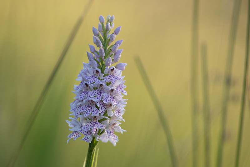 Wild Irish Orchid - FLOWERS
