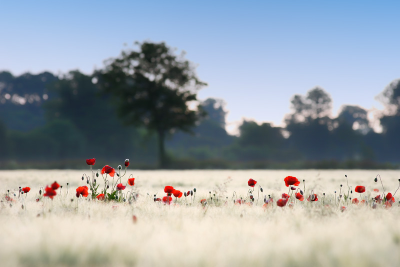 A Row Of Poppies. - FLOWERS