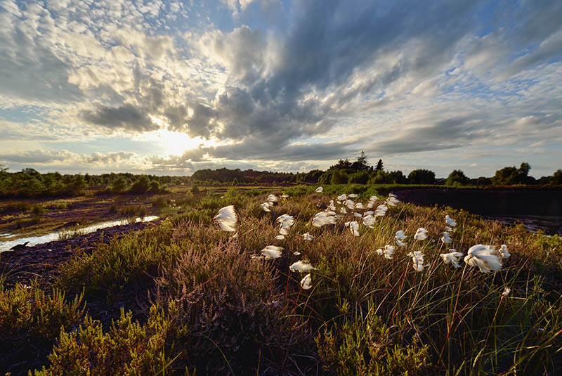 #88  Bog Of Allen, Lullymore - CO. KILDARE