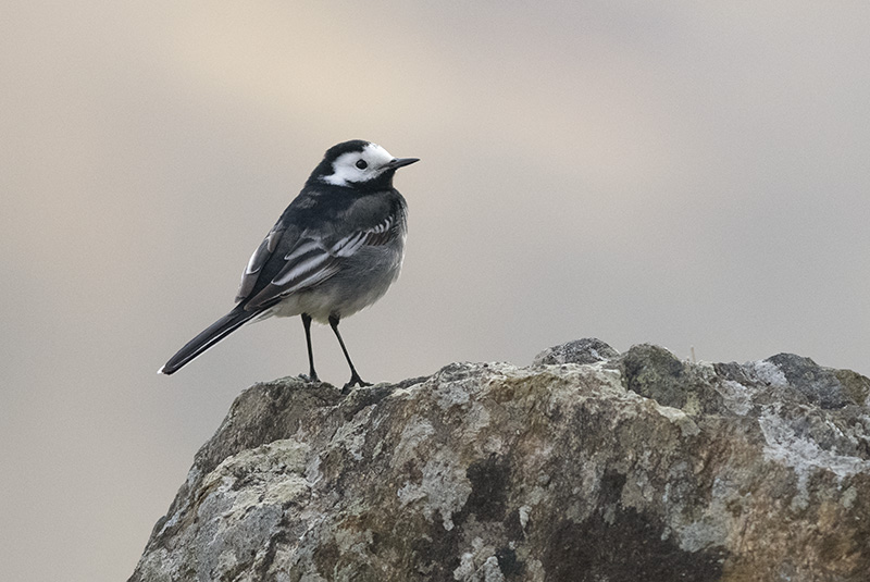 Pied Wagtail - WILDLIFE