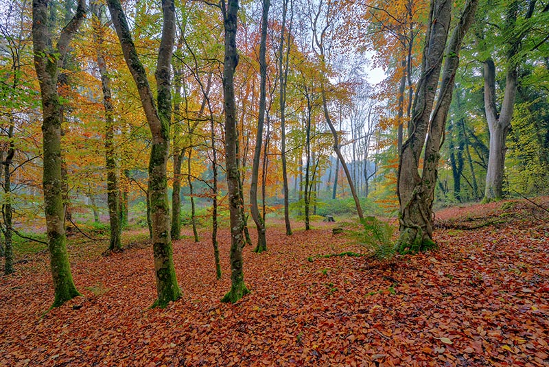 #4  First Light In Donadea Forest - CO. KILDARE