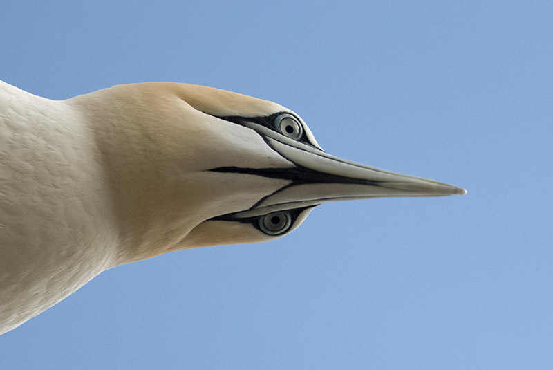 Gannet - WILDLIFE