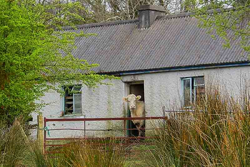 Cow House, Co. Leitrim - CONNACHT