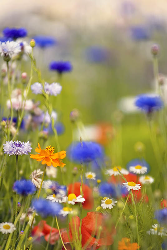 Wildflowers, Île de Ré - FLOWERS