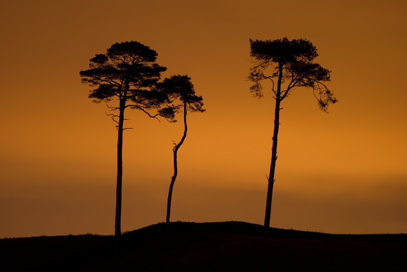 #69  The Curragh I - CO. KILDARE