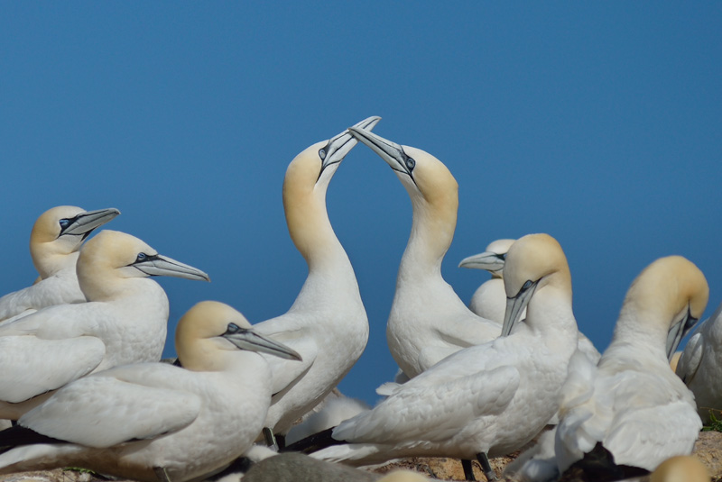 Gannets, Saltee Islands, Co. Wexford - WILDLIFE