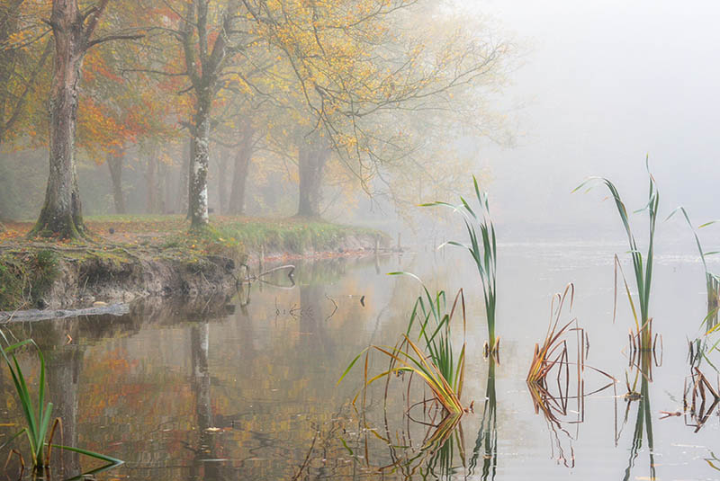 #6  Donadea Fog - CO. KILDARE
