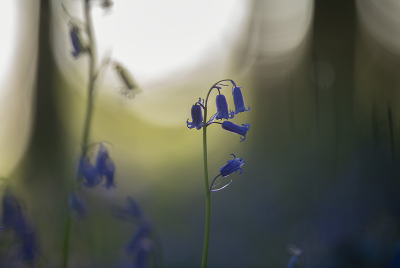 Deep in the forest - FLOWERS