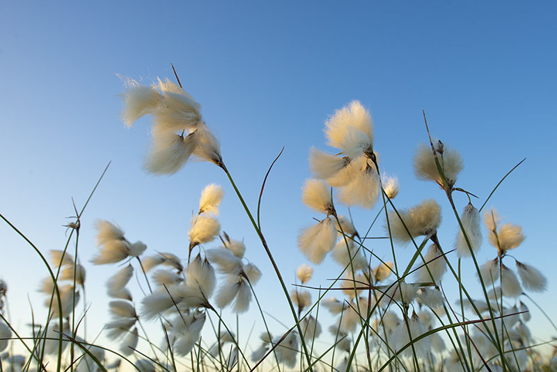 Bog Cotton - FLOWERS