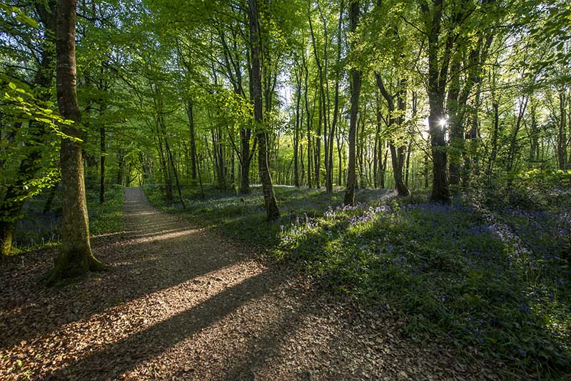 #47  Killinthomas Wood Path - CO. KILDARE