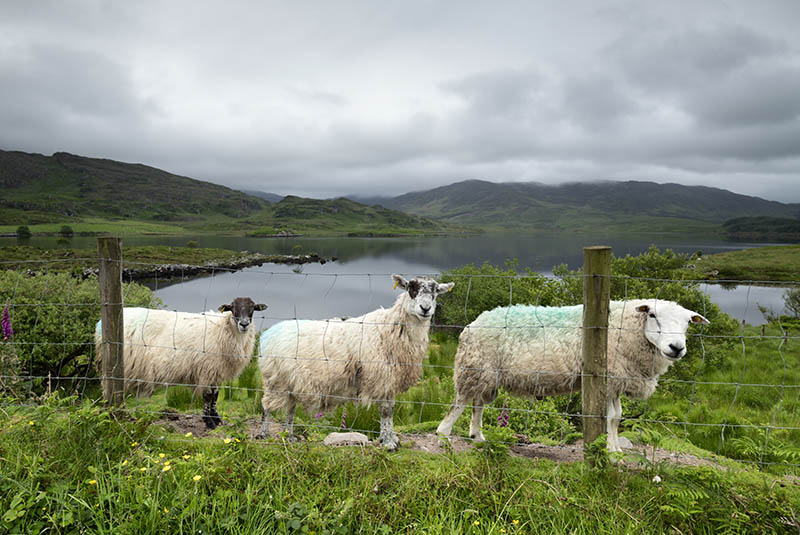 Lough Acoose, Ballycullane, Co. Kerry - MUNSTER