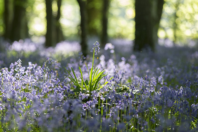 Bluebells - FLOWERS