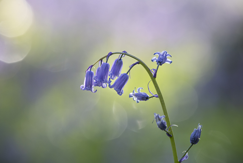 Bluebells - FLOWERS