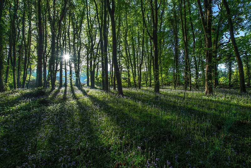 #46  Bluebell Forest III - CO. KILDARE
