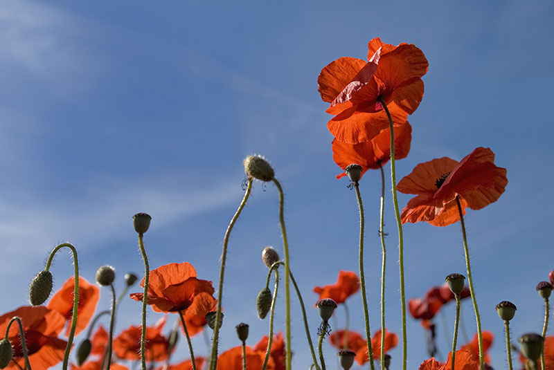 Poppy Sky. - FLOWERS