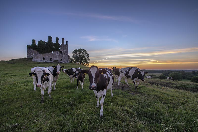 #86   Carbury Cows - CO. KILDARE