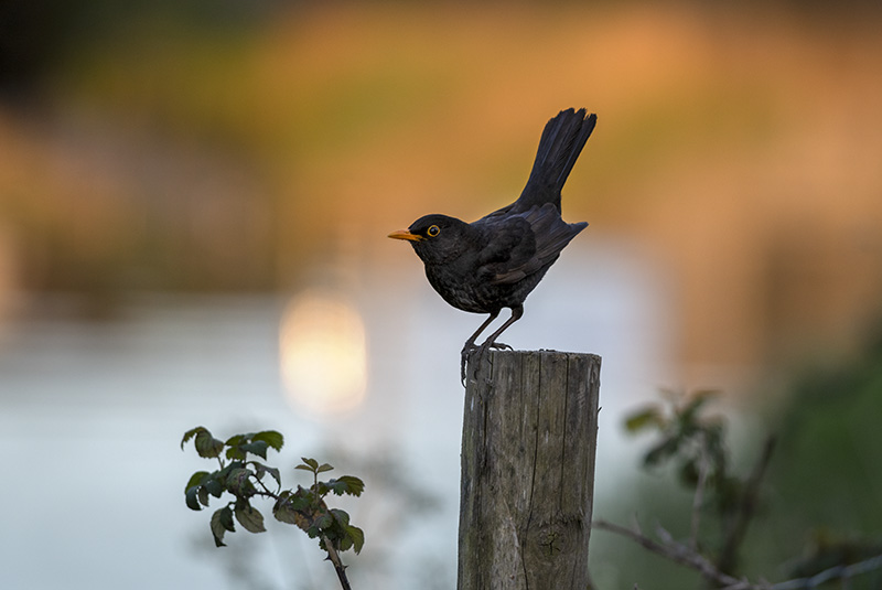 Common Blackbird - WILDLIFE