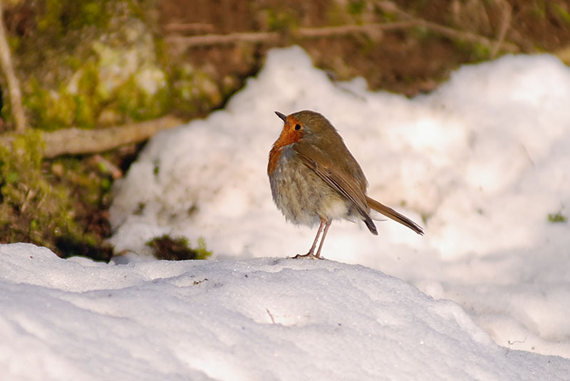 Robin I, Cloughleagh, Co. Wicklow - WILDLIFE