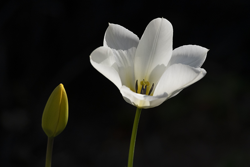Tulips - FLOWERS