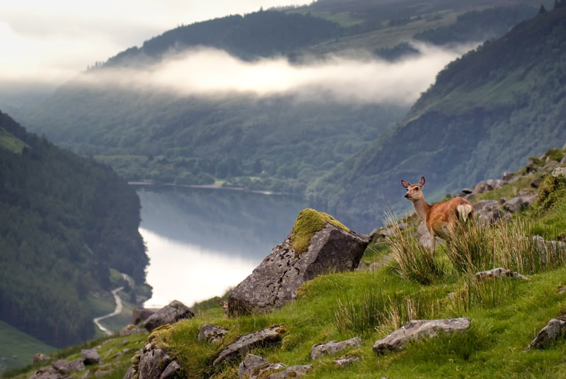 Glendalough sika deer