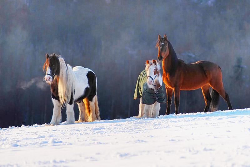 Cloghleagh Horses - CO. WICKLOW