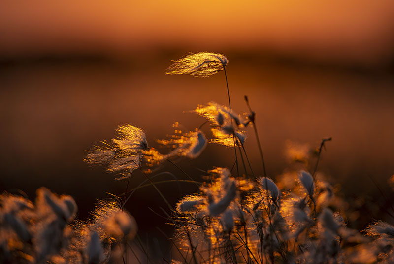 Bog Cotton - FLOWERS