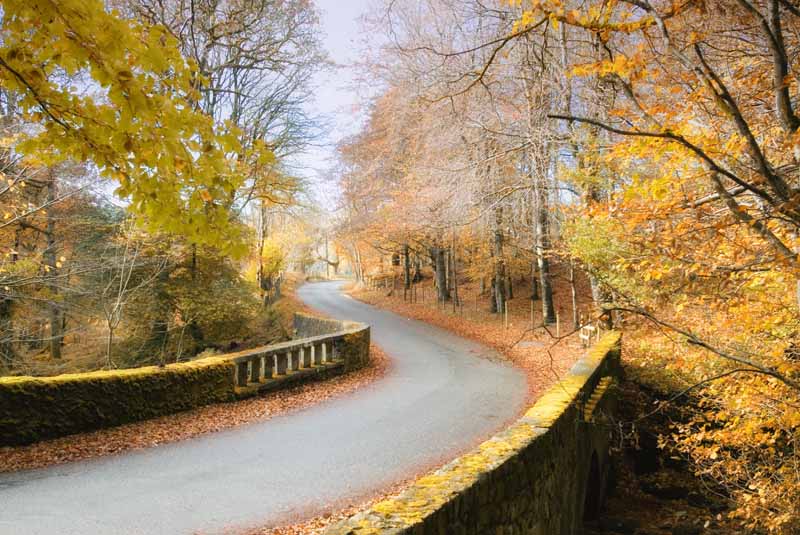 Cloughlea Autumn Scene