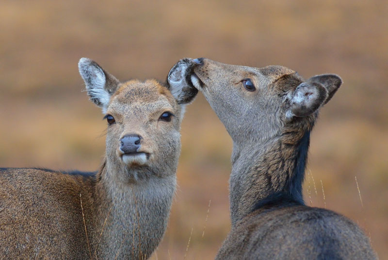 Glenealo Sika Hinds