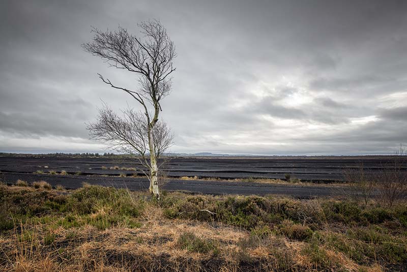 #118  Bog Of Allen, Lullymore - CO. KILDARE