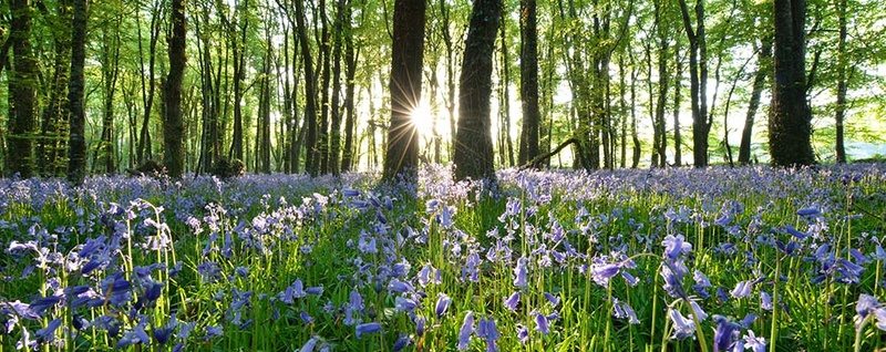 #45  Killinthomas Bluebell Wood Panoramic - CO. KILDARE