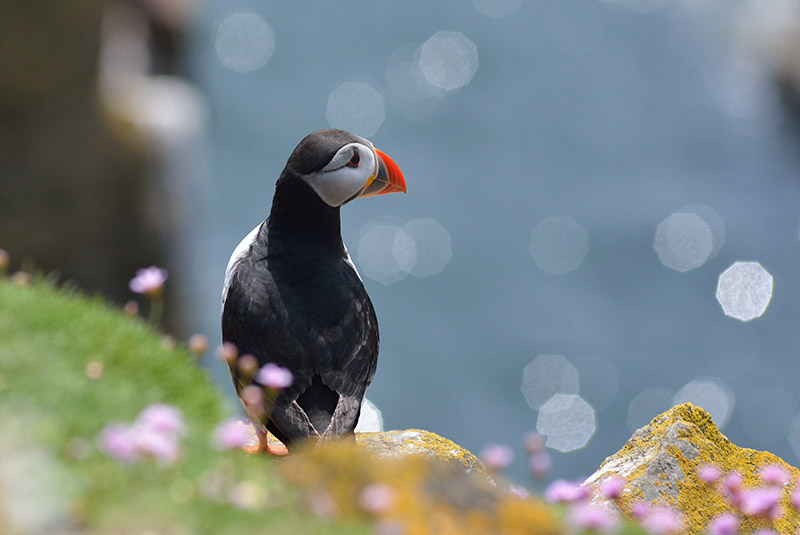 Puffin, Saltee Islands, Co. Wexford - WILDLIFE