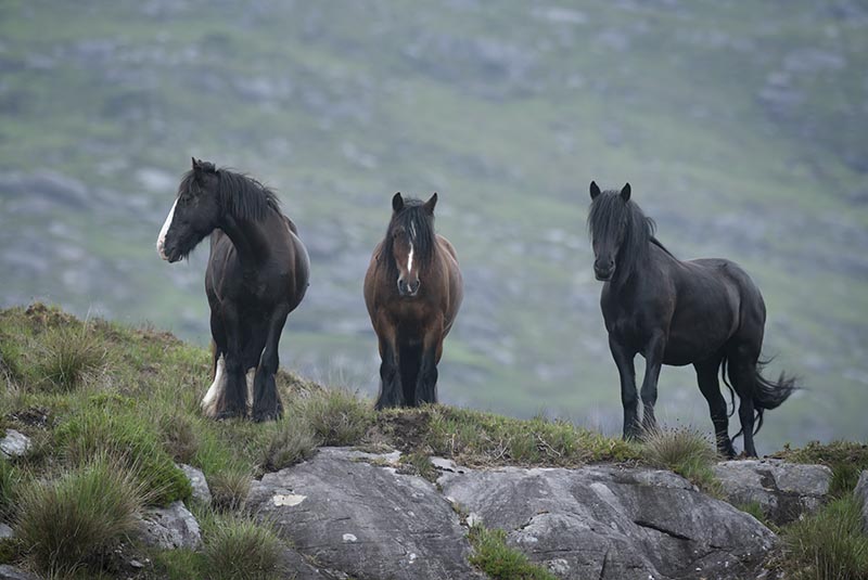 Gap Of Dunloe - MUNSTER