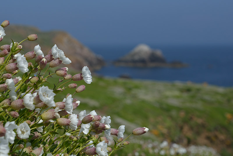 Wildflowers, Saltee Islands, Co. Wexford - FLOWERS